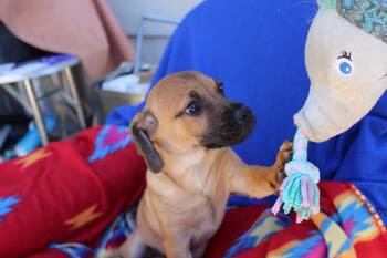 Rescue Chihuahua and Dachshund Dogs for Adoption in Imperial Beach, California - Sonny | PetCurious