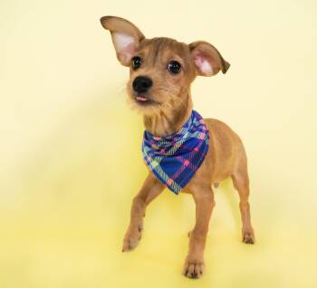 Ramen Noodle -  Terrier and Dachshund Dog for Adoption in Phoenix, Arizona - Ramen Noodle | PetCurious