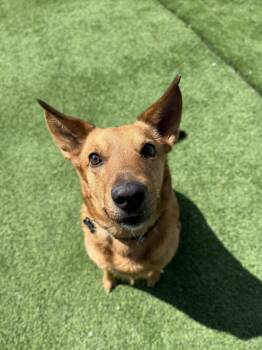 Shepherd and Labrador Retriever Dogs Available for Adoption in Cedar Rapids, Iowa - Mellow | PetCurious