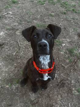 Mountain Cur and Pit Bull Terrier Dogs Available for Adoption in Westwood, New Jersey - Torkin  (foster Needed) | PetCurious