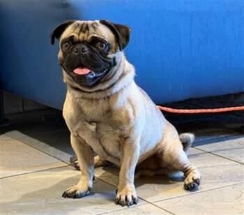 YOGI -  Pug Dog for Adoption in Tustin, California - YOGI | PetCurious