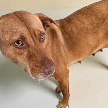 Isabelle -  Mixed Breed Dog for Adoption in Lake Panasoffkee, Florida - Isabelle | PetCurious