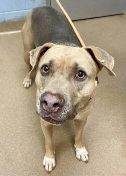 Rescue Mixed Breed Dogs for Adoption in Chamblee, Georgia - Gourdy | PetCurious