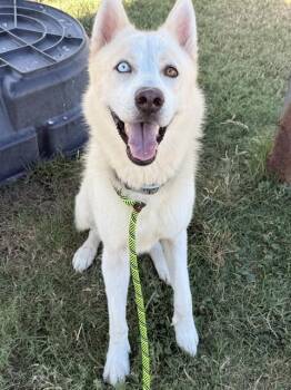 KAI -  Husky and Mixed Breed Dog for Adoption in Corpus Christi, Texas - KAI | PetCurious