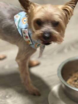 Mr. Bojangles -  Yorkshire Terrier Dog for Adoption in Matthews, North Carolina - Mr. Bojangles | PetCurious