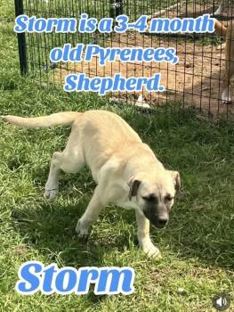 Great Pyrenees and Shepherd Dogs Available for Adoption - Storm | PetCurious