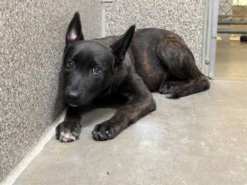SALEM -  Belgian Shepherd Malinois and Mixed Breed Dog for Adoption in Santa Rosa, California - SALEM | PetCurious