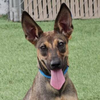 Puppy Sasha -  Shepherd and Mixed Breed Dog for Adoption in Miami, Florida - Puppy Sasha | PetCurious