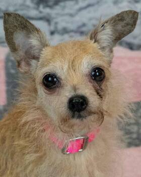 Felicia -  Terrier and Chihuahua Dog for Adoption in Kennesaw, Georgia - Felicia | PetCurious