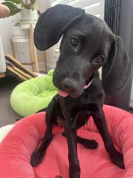 Mary 2026-224 -  Labrador Retriever Dog for Adoption in Winder, Georgia - Mary 2026-224 | PetCurious