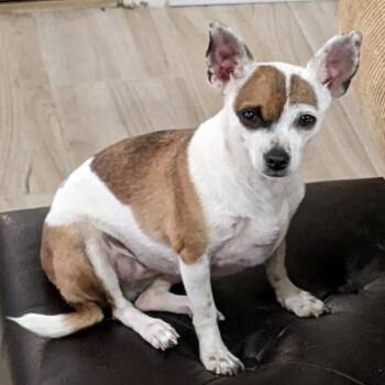 Sparkles -  Chihuahua Dog for Adoption in Albuquerque, New Mexico - Sparkles | PetCurious