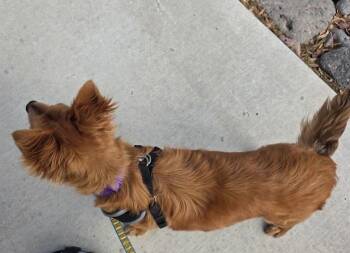 Pomeranian and Australian Shepherd Dogs Available for Adoption - Blaise | PetCurious