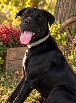 Captain Underbite -  Cane Corso Dog for Adoption in Winfield, Kansas - Captain Underbite | PetCurious