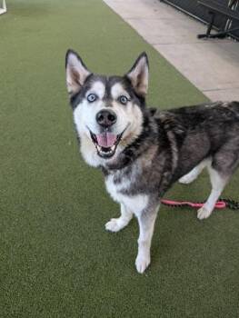 Dax -  Husky and Mixed Breed Dog for Adoption in Bellevue, Washington - Dax | PetCurious