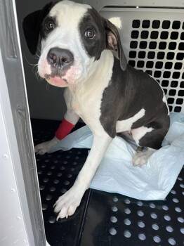 CLARICE -  Mixed Breed Dog for Adoption in Palmetto, Florida - CLARICE | PetCurious
