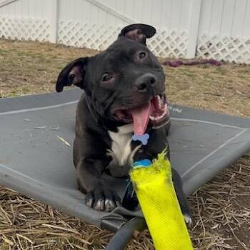 Pit Bull Terrier Dogs Available for Adoption - PJ | PetCurious