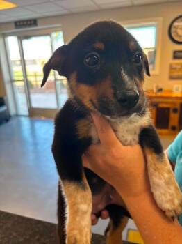 Reagan -  Australian Shepherd and Mixed Breed Dog for Adoption in Severance, Colorado - Reagan | PetCurious