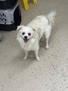 Sheldon -  Chihuahua Dog for Adoption in York, South Carolina - Sheldon | PetCurious