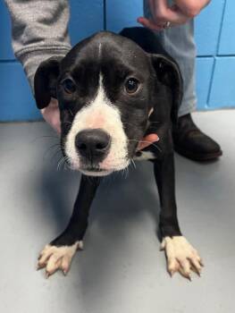 Boxer Dogs Available for Adoption in Hartsville, South Carolina - Rhythm (Rx5) | PetCurious