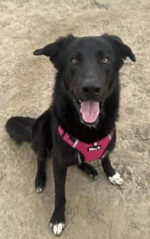 Goober -  Great Pyrenees and Mixed Breed Dog for Adoption in Visalia, California - Goober | PetCurious