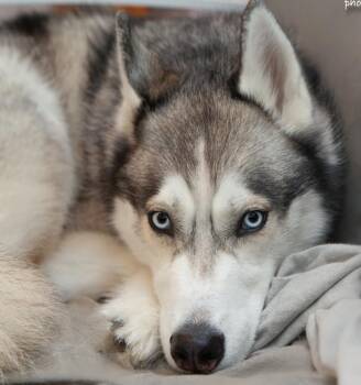 Teddy the Husky -  Husky Dog for Adoption in Ridgefield, Connecticut - Teddy The Husky | PetCurious