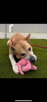 Rescue Mixed Breed Dogs for Adoption in Warren, Ohio - Biscuit | PetCurious