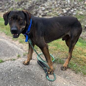 Hound and Mixed Breed Dogs Available for Adoption in Hackett, Arkansas - Fisher | PetCurious