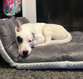 Rescue Pit Bull Terrier Dogs for Adoption in Eagle, Idaho - Spot **Courtney Post. Out Of Town Pet. See Below For Details** | PetCurious