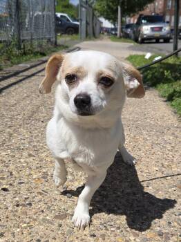 Brunito -  Chihuahua Dog for Adoption in Trenton, New Jersey - Brunito | PetCurious