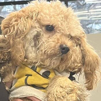 Mixed Breed Dogs Available for Adoption - Finlay | PetCurious