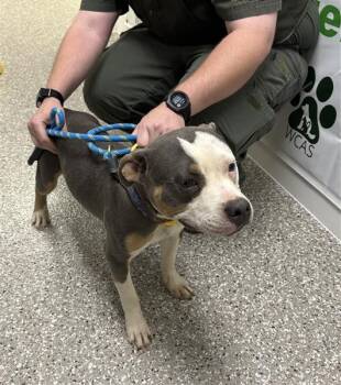 American Bulldog Dogs Available for Adoption in Defuniak Springs, Florida - Bud | PetCurious