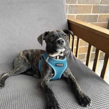 Rescue Mountain Cur Dogs for Adoption in Mount Pleasant, South Carolina - George | PetCurious