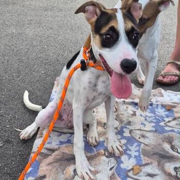 Cami -  Hound and Mixed Breed Dog for Adoption in Naperville, Illinois - Cami | PetCurious