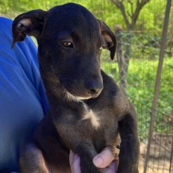 Labrador Retriever and Mixed Breed Dogs Available for Adoption in Calgary, Alberta - Guiness | PetCurious