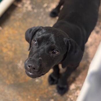 Black Labrador Retriever and Mixed Breed Dogs Available for Adoption in Starkville, Mississippi - Gunner | PetCurious