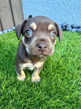 French Bulldog and Chihuahua Dogs Available for Adoption in Sunrise, Florida - Nitrogen | PetCurious