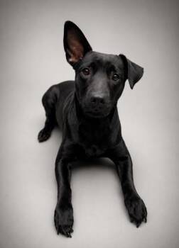 Scarlett -  Chihuahua and Mixed Breed Dog for Adoption in Bowling Green, Kentucky - Scarlett | PetCurious