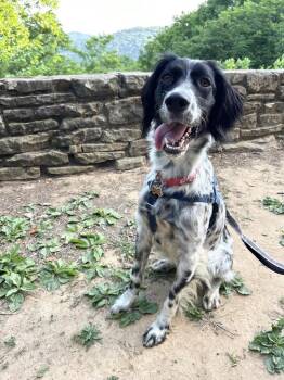 Available - Marley -  English Setter Dog for Adoption in Havertown, Pennsylvania - Available - Marley | PetCurious