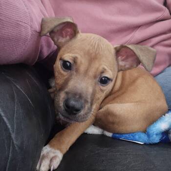 Rescue Hound Dogs for Adoption in Rock Hill, South Carolina - Toothless | PetCurious