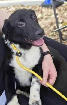 Rescue Cattle Dog and Labrador Retriever Dogs for Adoption in Fort Lupton, Colorado - Rae | PetCurious