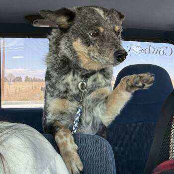 Cattle Dog Dogs Available for Adoption in Sadler, Texas - Blizzard  | PetCurious