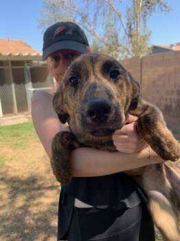 Elliot -  Labrador Retriever and German Shepherd Dog Dog for Adoption in Phoenix, Arizona - Elliot | PetCurious