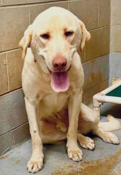Ben -  Labrador Retriever Dog for Adoption in Elkton, Maryland - Ben | PetCurious