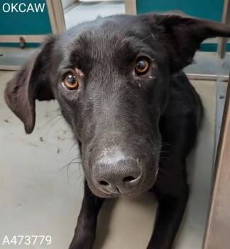 Australian Shepherd Dogs Available for Adoption in Oklahoma City, Oklahoma - A473779 | PetCurious