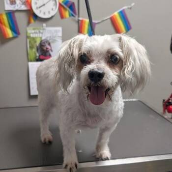 CHEF LOUIS -  Maltese Dog for Adoption in Las Vegas, Nevada - CHEF LOUIS | PetCurious