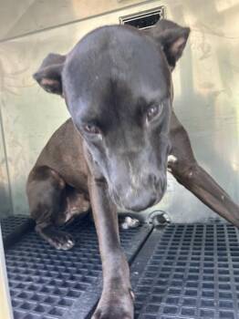 BENEDICT -  Mixed Breed Dog for Adoption in Dallas, Texas - BENEDICT | PetCurious
