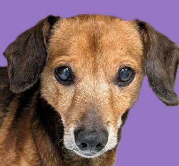 Peanut -  Dachshund Dog for Adoption in Savannah, Georgia - Peanut | PetCurious
