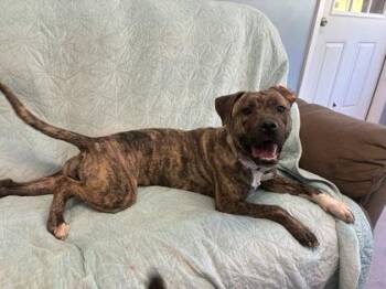 Ducky -  Mixed Breed Dog for Adoption in Bloomsburg, Pennsylvania - Ducky | PetCurious