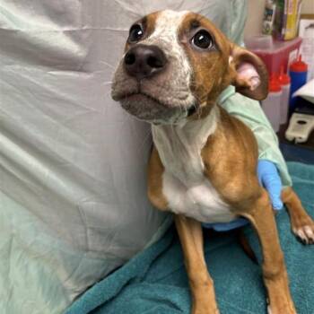 The Moon -  Boxer and Pit Bull Terrier Dog for Adoption in Tempe, Arizona - The Moon | PetCurious