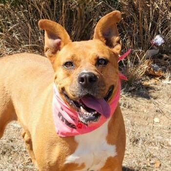 Rescue Boxer and Pit Bull Terrier Dogs for Adoption in Austin, Texas - Gracie Belle JuM* | PetCurious